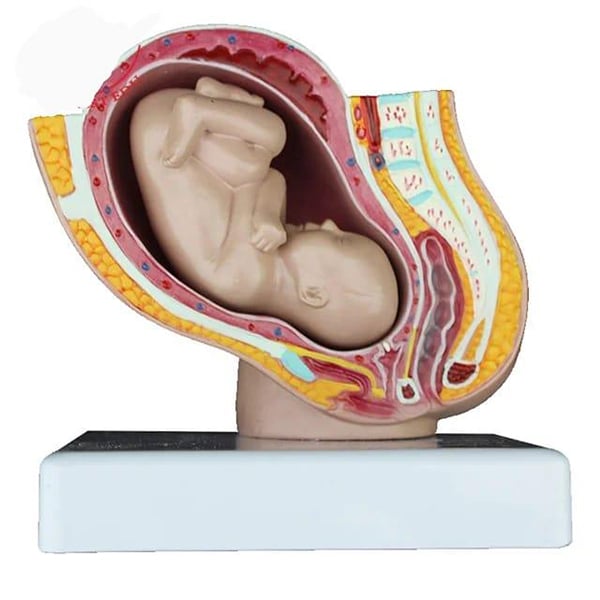 model-40-gebelik-dogum-maketi-model-533