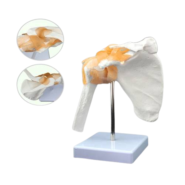 Omuz Eklemi Anatomik Modeli – Fizyoterapi ve Rehabilitasyon İçin