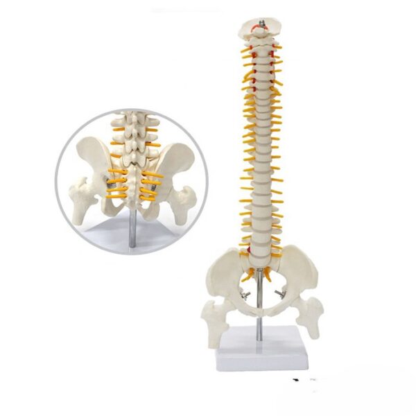 [ Model 13 ] - Tam Boy Femur Eklemli Omurga İskeleti