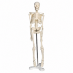 Tam İskelet Maketi 45 cm Model 4