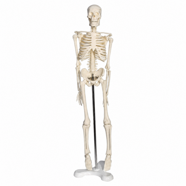 Tam İskelet Maketi 45 cm Model 4